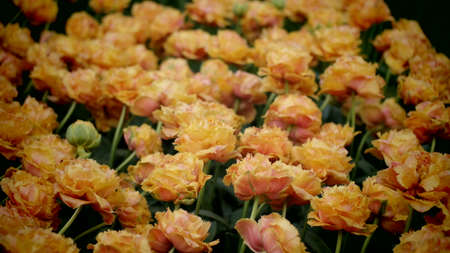 Tulips garden colorful flowersの写真素材