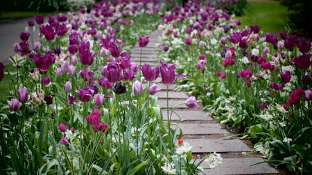 Tulips garden colorful flowersの写真素材
