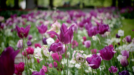 Tulips garden colorful flowersの写真素材