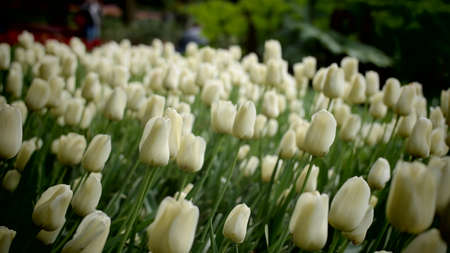 Tulips garden colorful flowersの写真素材