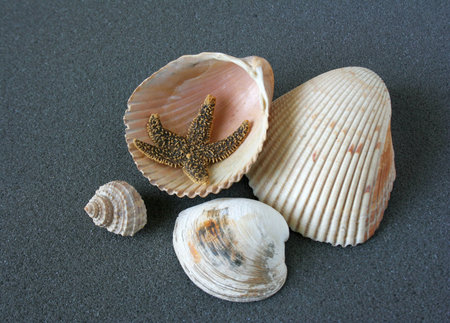 sea product