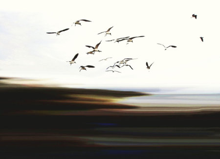 birds & fantasyの写真素材