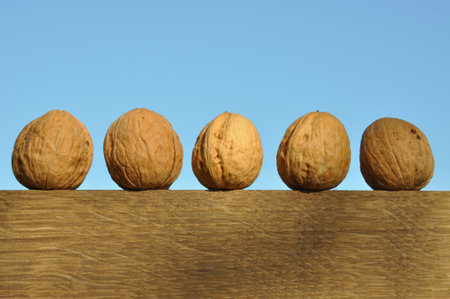Several walnuts drying