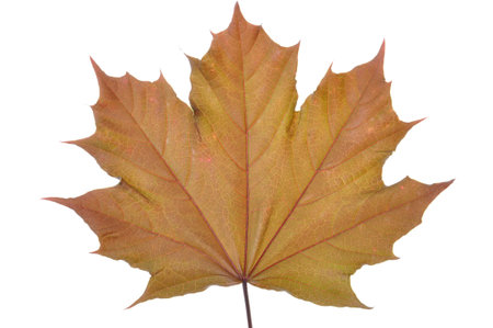 Single maple leaf on white backgroundの写真素材