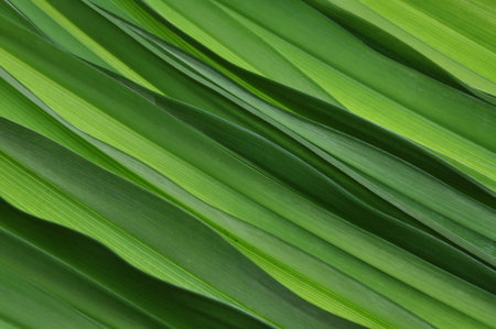 Green background, fresh spring leaves, grassの写真素材