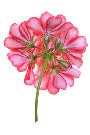 Geranium flower, garden decoration isolated on white backgroundの写真素材