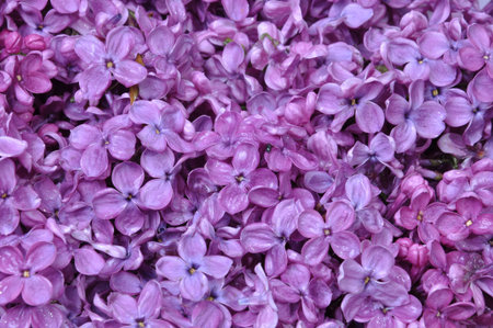 Background with spring flowers of lilac 