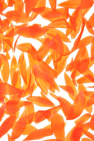Orange begonia petals as backgroundの写真素材