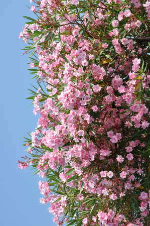 Pink flower against the blue skyの写真素材