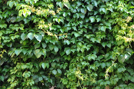 Green ivy on a wall of house 
