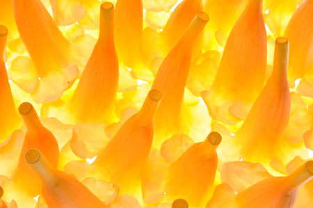 Yellow flower petals abstract background 