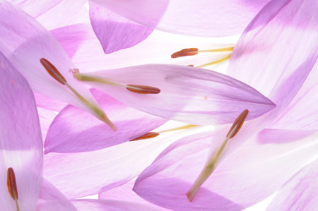 Colchicum petals の写真素材