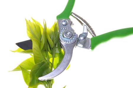 Garden pruner with green twigs isolated on white background の写真素材