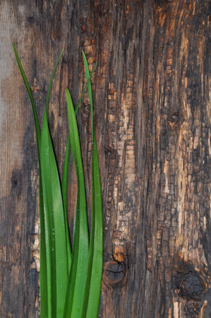 Leaves lila on background of the old board の写真素材