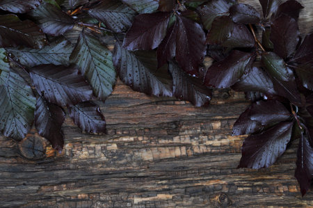 Twigs of beech on the background of the old board の写真素材