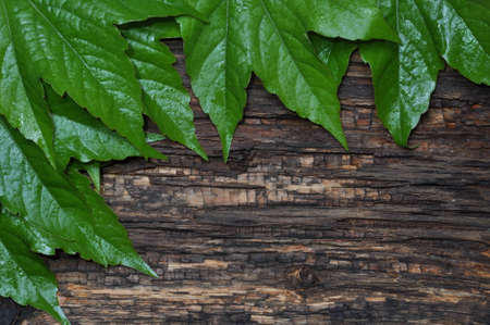 Green leaves of vine on the old boardの写真素材