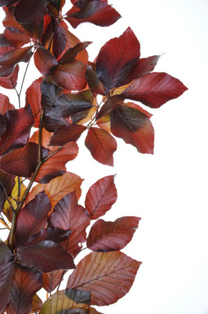 Twig beech tree in spring isolated on white backgroundの写真素材