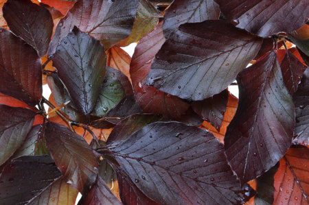 Beech tree fresh leaves as backgroundの写真素材