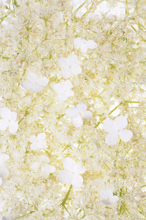 Hydrangea flowers abstract natural backgroundの写真素材