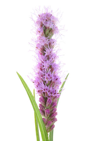 Liatris spicata flower head isolated on white background の写真素材