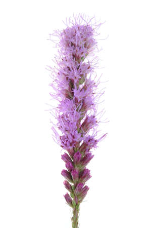 Liatris spicata flower head isolated on white background の写真素材