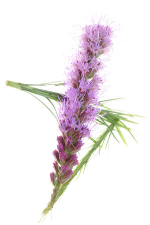 Liatris spicata flower head isolated on white background の写真素材