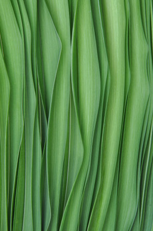 Green leaves of lily abstract background
