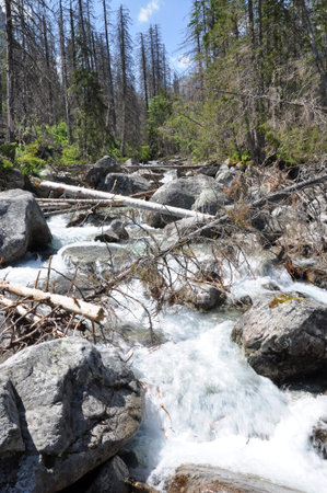 Mountain creek in the forest