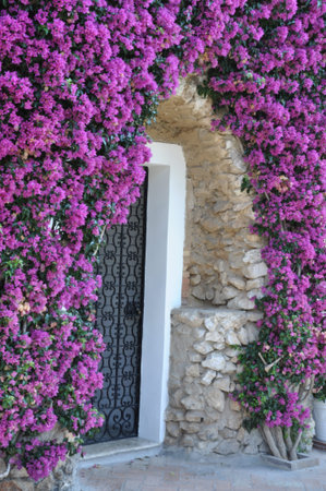 Door to the house covered by violet bougainvillea flowersの写真素材