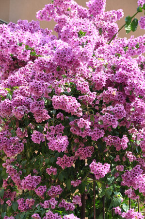 Purple bougainvillea blooming in the garden