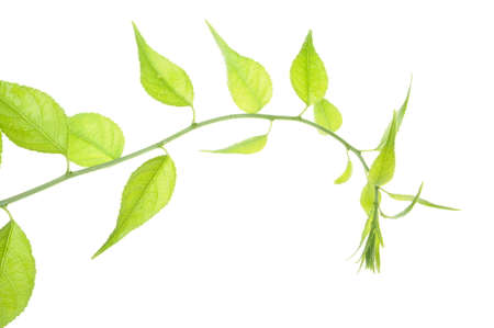 Twig with green leaves isolated on white backgroundの写真素材