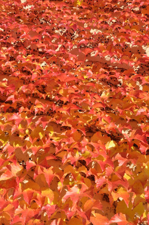 Red leaves of ivy on the wall of the buildingの写真素材