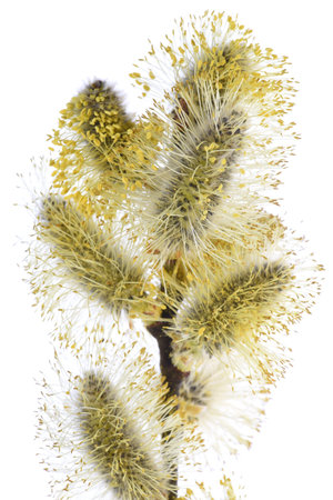 Based Twig of Easter isolated on white background
