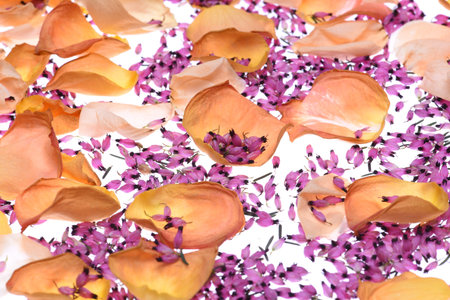 Colorful flower petals as background