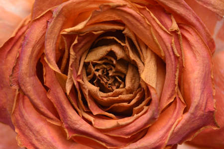Closeup of withered rose headの写真素材