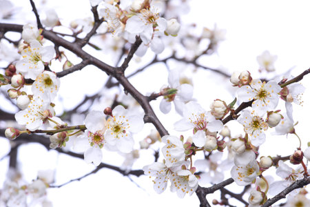 Blooming tree branches with white flowers