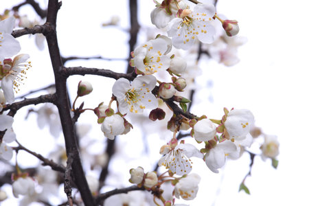 Blooming tree branches with white flowers