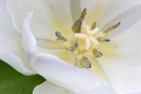 Macro of white tulip flower head insideの写真素材