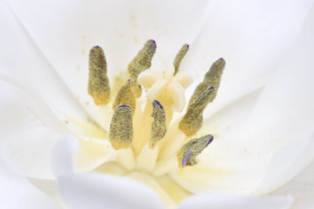 Macro of white tulip flower head insideの写真素材