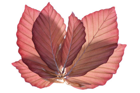 Twig with beech tree leaves isolated on white backgroundの写真素材