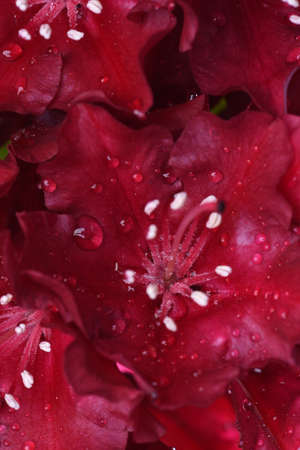 Red rhododendron flower backgroundの写真素材