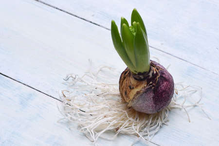 Hyacinth flower bulb with roots on wooden backgroundの写真素材