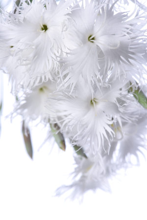 White mini carnation flowers isolated on white backgroundの写真素材