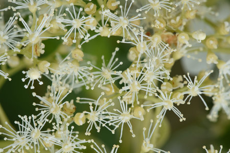 Hydrangea flowers in the garden closeup