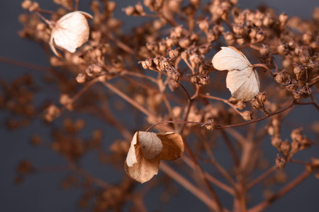 Winter still life dry hydrangea close-up