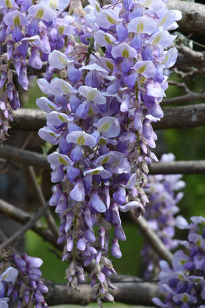 Blooming light purple wisteria flowersの写真素材