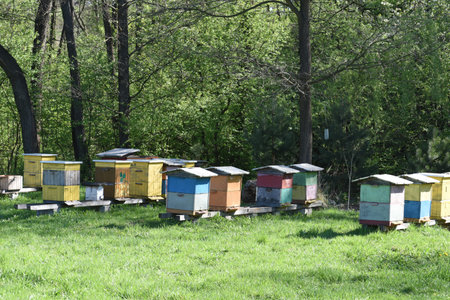 Rural Wooden Beehives On Meadow Springtime