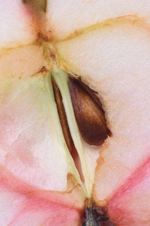 Apple core with seed close-upの写真素材