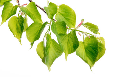 Linden green leaves twig isolated on white background