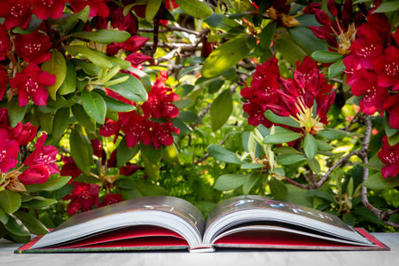 Summer blooming garden with open book